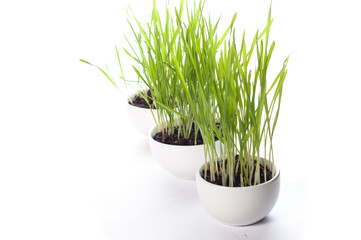 wheatgrass