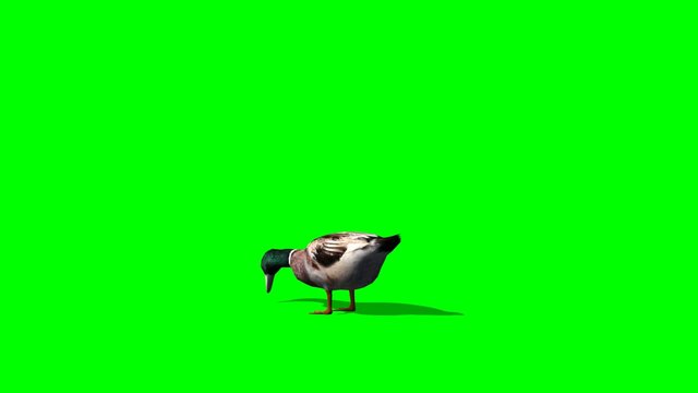 Duck Male eats -  green screen
