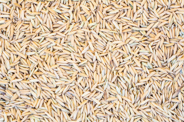 Rice grain