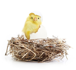 Cute little chicken coming out of a white egg in nest