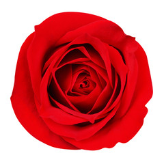 Red Rose isolated on white. Closeup