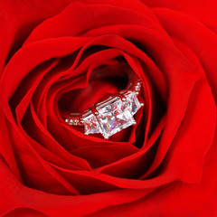 Engagement Ring in Red Rose. Macro