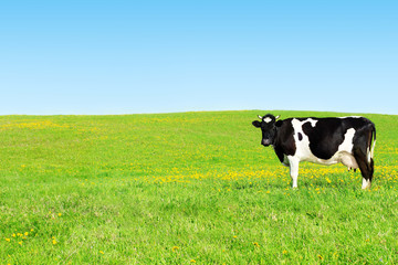 Cow on a green meadow.