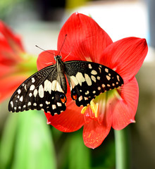 Butterfly on a violet flower