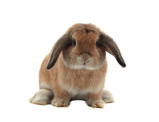 rabbit isolated on a white background
