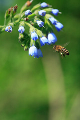Bee Near Flower