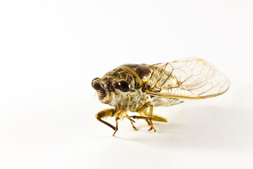 the cicada on paper background