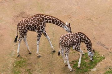 Naklejka na ściany i meble two giraffe calves grazing