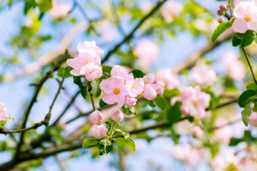 Blossoming apple tree with pink flowers