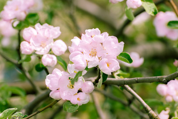 Obraz na płótnie Canvas Blossoming apple tree with pink flowers