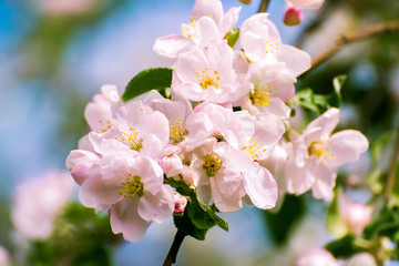 Blossoming apple tree with pink flowers