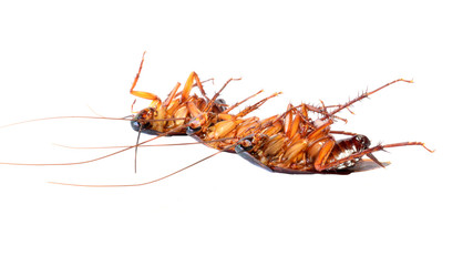 Dead cockroach isolated on a white background.