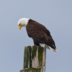 Downward Looking Eagle