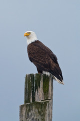 Bald Eagle on a post