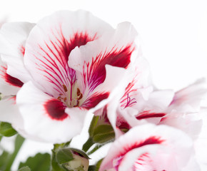 Obraz na płótnie Canvas Flowers two-color geraniums (geranium) close up