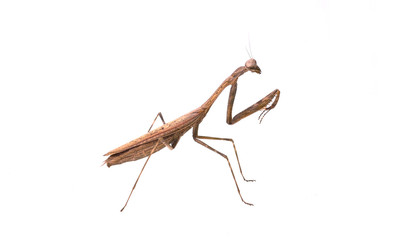 Mantis. on white background