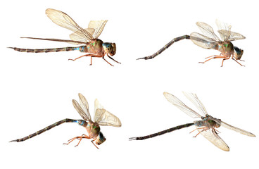 Collection  dragonfly on a white background.