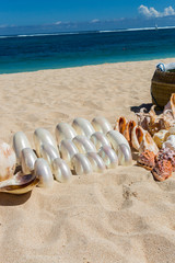 Fototapeta na wymiar Conchs i muszle na sprzedaż na plaży