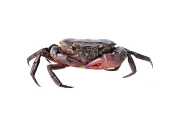 Crab. Field crab