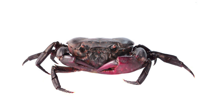 Crab. Field crab
