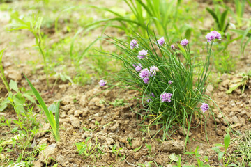 Spring flowers, outdoors
