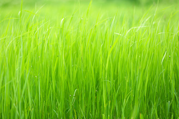 Beautiful green grass in field