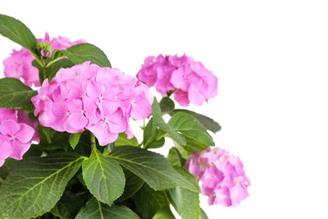 Fototapeta premium Bouquet of hydrangea close-up isolated on white