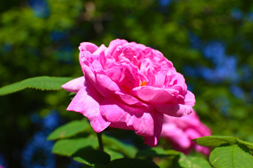 Fototapeta premium Pink rose in garden
