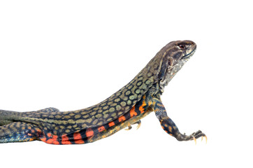 Butterfly Agama Lizard isolated on white background