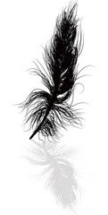 black feather and shadow illustration