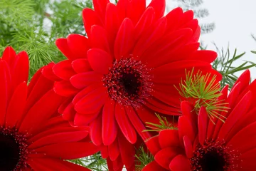 Brushed aluminium prints Gerbera red gerbera daisy flower