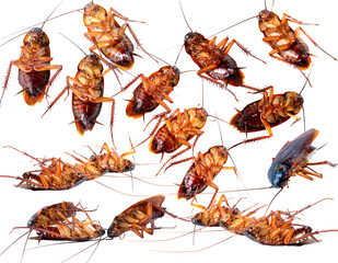 Dead cockroach isolated on a white background.