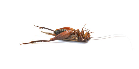 Gryllidae