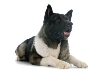 american akita