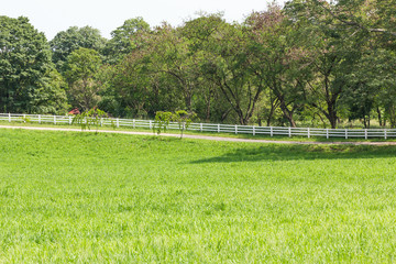 Obraz premium Green grass field