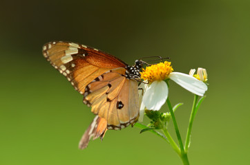 Butterfly on a violet flower