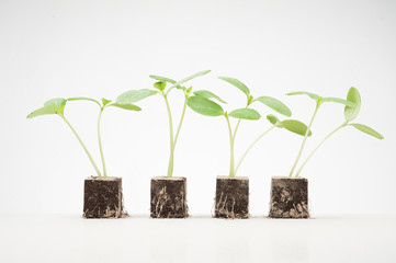 Jungpflanzen Reihe Erbsen 