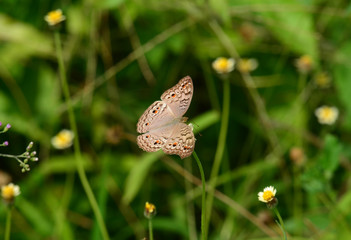 Butterfly on a violet flower