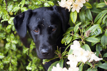 puppy in the bushes