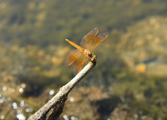 side of wild yellow black dragonfly on a wood branch in the bush