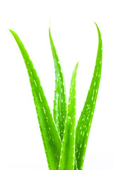Aloe vera on white background - 65453270