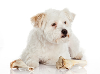 dog with bone isolated on white background