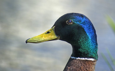 kaczor © Henryk Olszewski