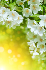 Cherry blossom flowers background