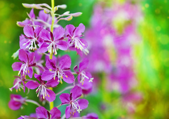 Beautiful violet flower