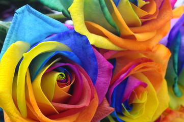 Obraz na płótnie Canvas Rainbow rose or happy flower