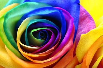 Rainbow rose or happy flower
