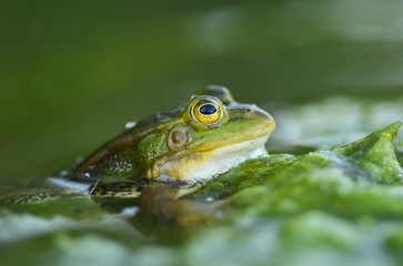 frog