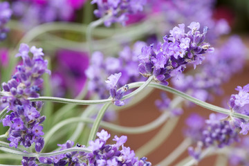 Obraz premium fresh lavender flower close up