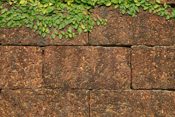 Background old wall and ivy leaves